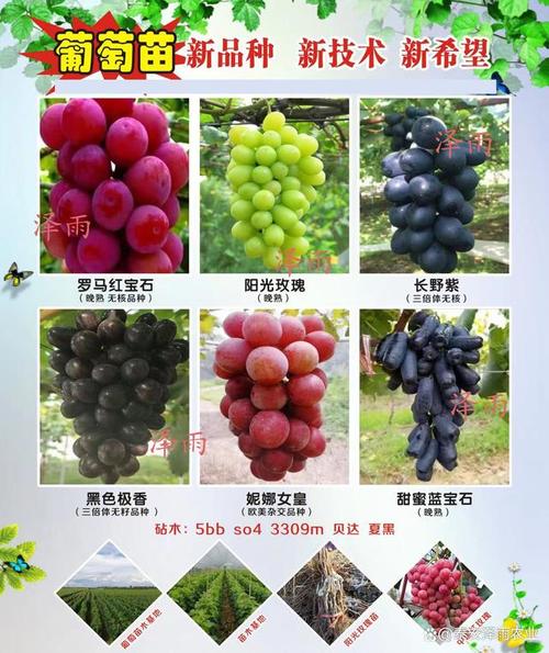 晚熟葡萄品种的"大哥大" 秋黑葡萄苗 3309砧木秋黑葡萄苗