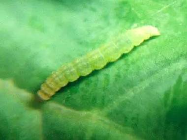 小菜蛾是一种什么样的害虫如何有效防治