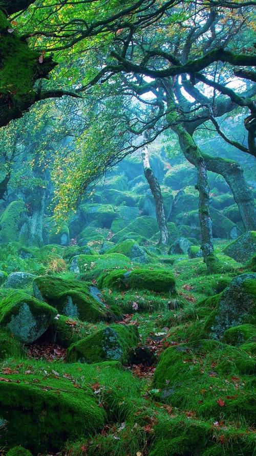 自然景观,森林,雾,岩石,苔藓,绿色 640x1136 iphone 5/5s/5c/se 壁纸,
