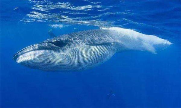 长岛发现一死亡小须鲸 体长5米系国家二级保护动物