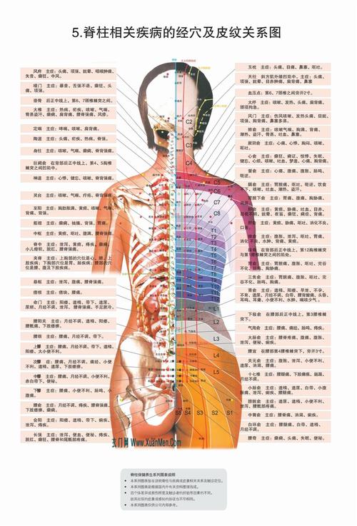 脊柱相关疾病图解-整脊疗法