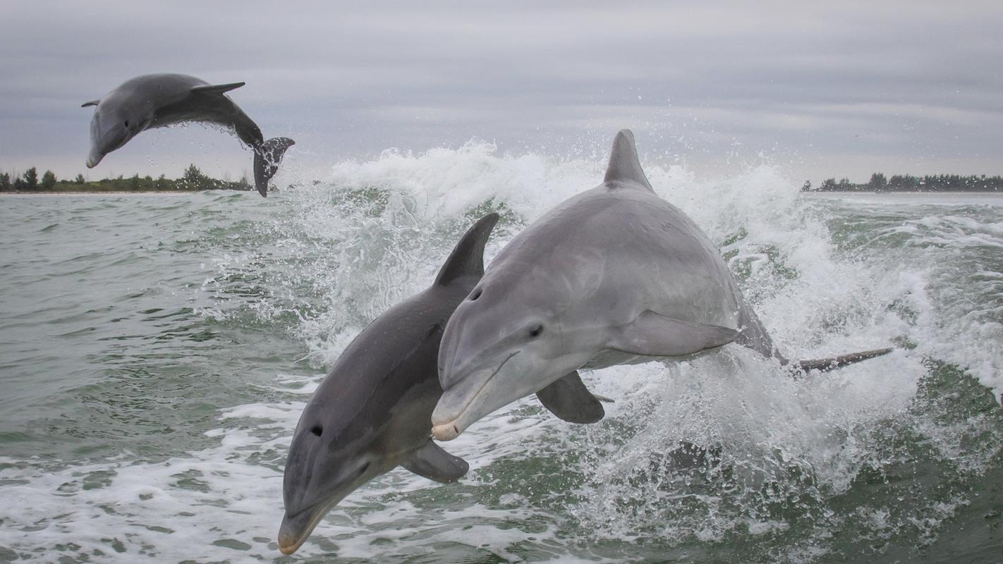 海豚跳出海面超美自然生物世界电脑壁纸(一)