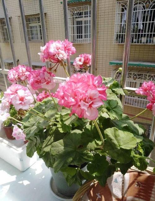 天竺葵"茶美人"—优秀的阳台盆栽,颜值高,花期长,你值得拥有