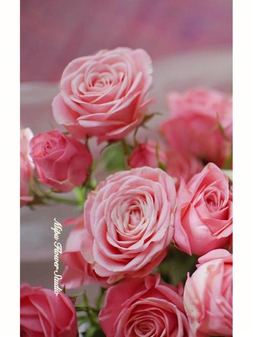 鲜花分享进口多头玫瑰monamour