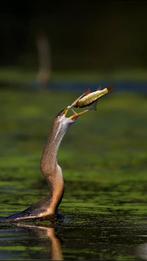 #探纪自然#黑腹蛇鹈吃鱼一口一条-度小视