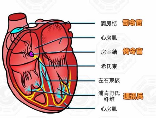 它就是心脏的"传导系统"是因为有一个指挥系统在起作用心脏能够持续