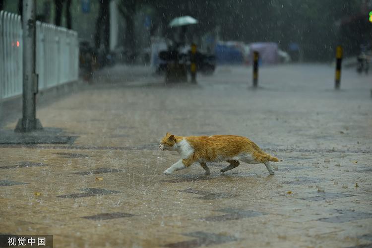 2022年5月27日,广州,雷阵雨骤至,一只流浪猫在雨中走避.