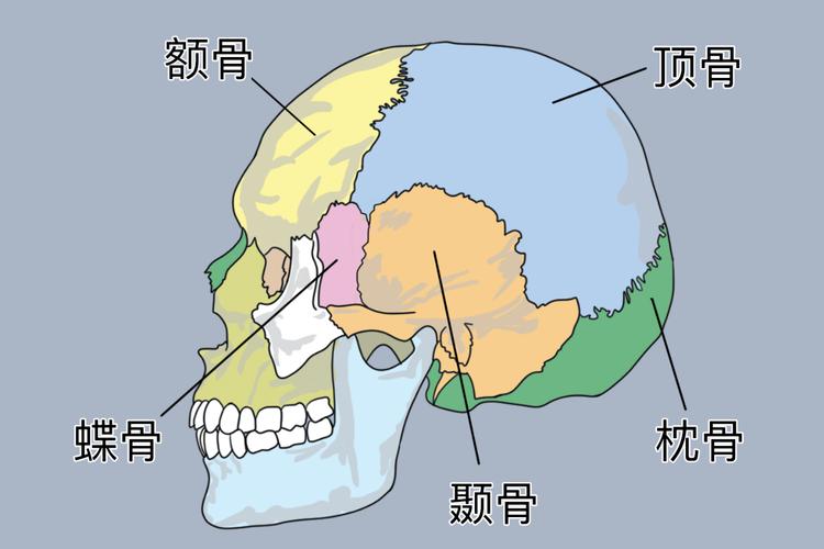颅顶骨解剖图