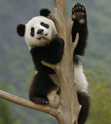 这只"两千年"的唐朝皇族"国宝"扮演的大熊猫,也太可爱