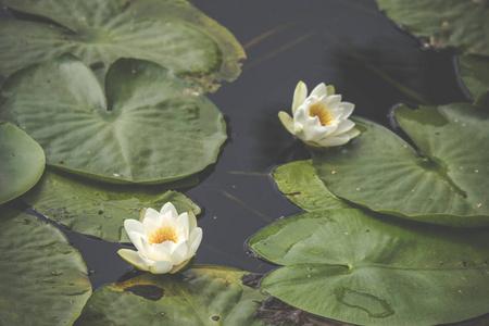 白色百合花在平静和黑暗的水与大绿叶漂浮在水上照片