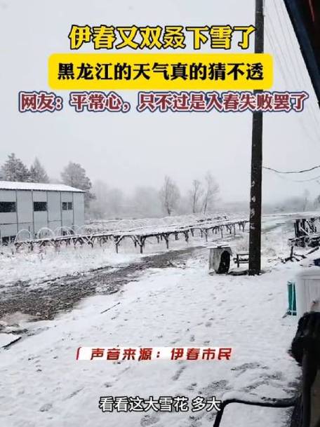 4月27日,伊春又双叒下雪了!黑龙江的天气真的猜不透!入春失败!