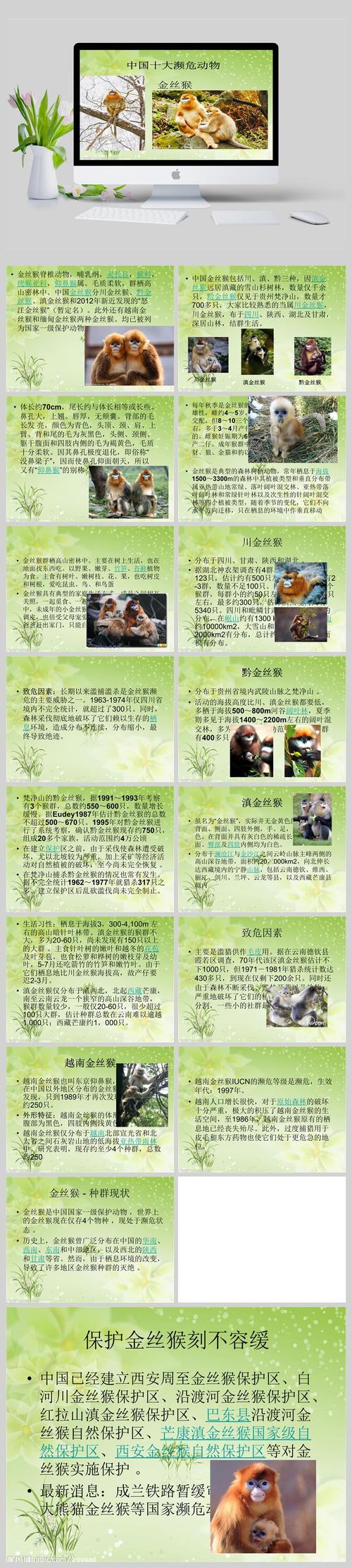 中国濒危动物介绍--金丝猴ppt课件