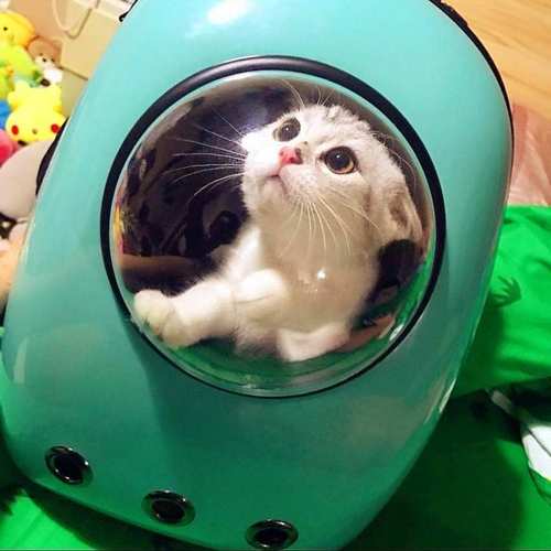 太空舱背包害死猫