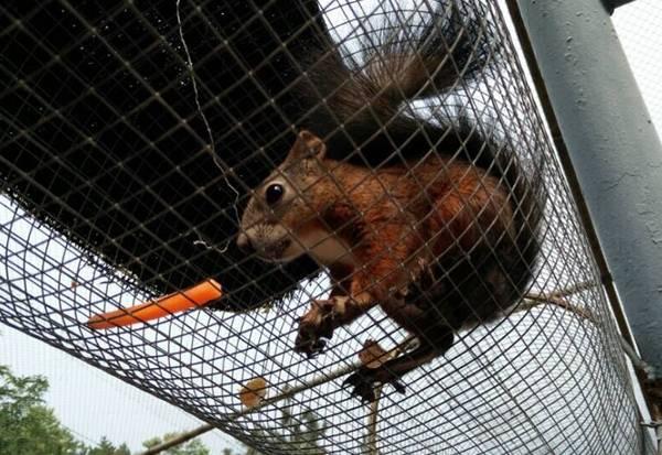 高空网里的小松鼠,这个必须自拍神器才可以拍到.