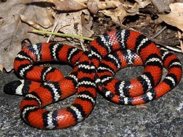 动物趣闻红色蛇类有哪些盘点世界上十种红色蛇类