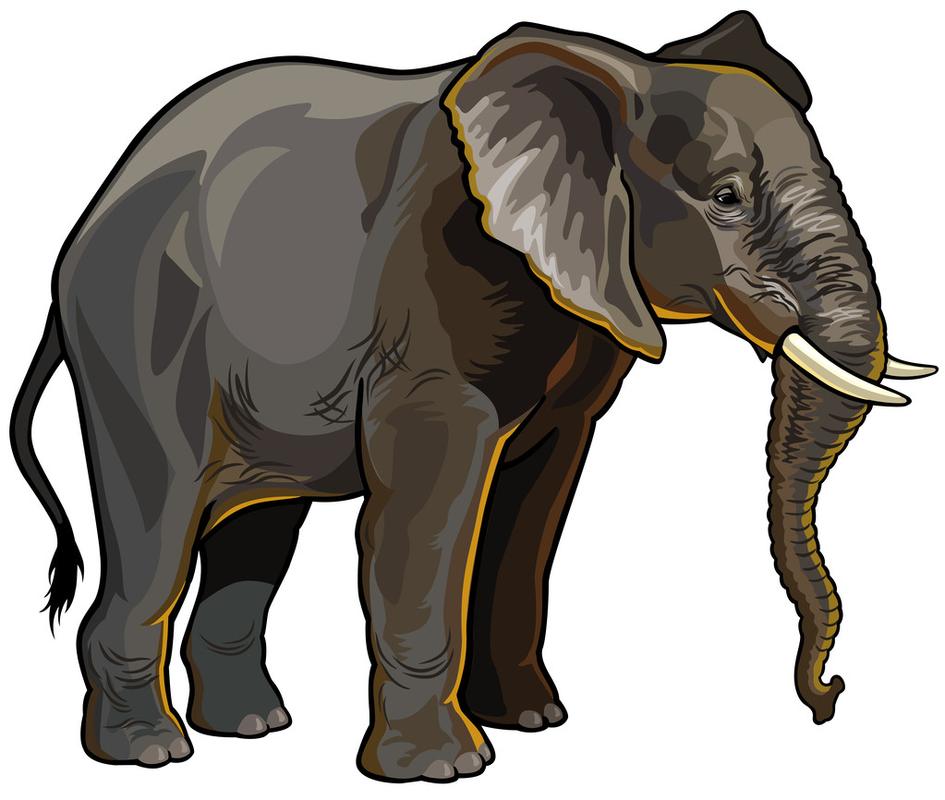 非洲大象侧视图,孤立的白色背景上的非洲大象侧面视图矢量图