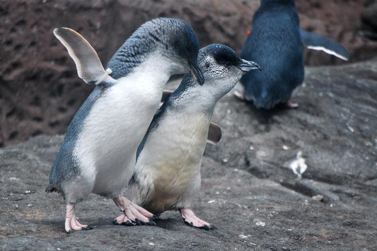 数百只死亡的小蓝企鹅被冲上新西兰海岸_马达加斯加_新闻_华人头条