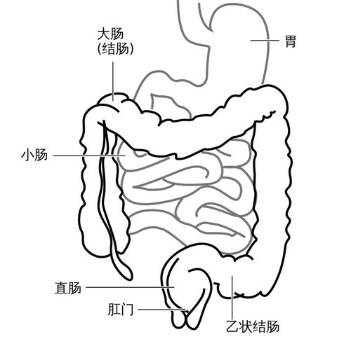 胃肠道一般会有100~150 ml 气体,分布在胃与结肠部位.