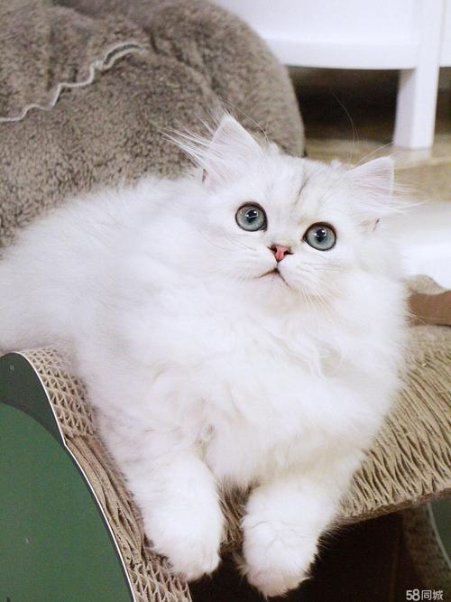 折耳猫 猫咪出售 大爆毛金吉拉 宠物猫疫苗齐全送用品