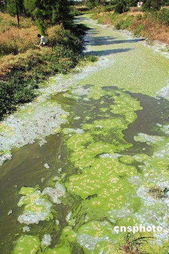 图太湖蓝藻再度爆发