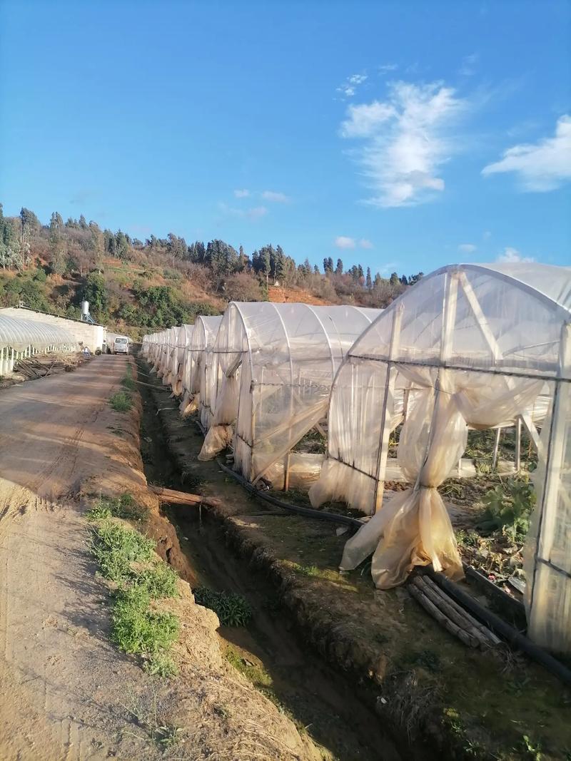 宜良大村,12亩水泥大棚转让,没种过花,是一块种洋桔梗·满天 - 抖音