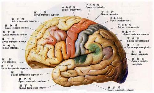 大脑的内部结构是怎样的呢