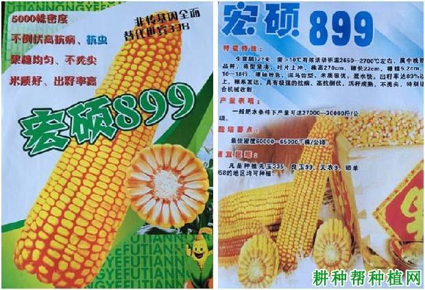 宏硕899玉米品种好不好?