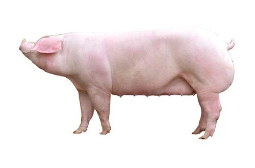 长白种猪养殖/纯种长白母猪/纯种长白大白—天兆猪业
