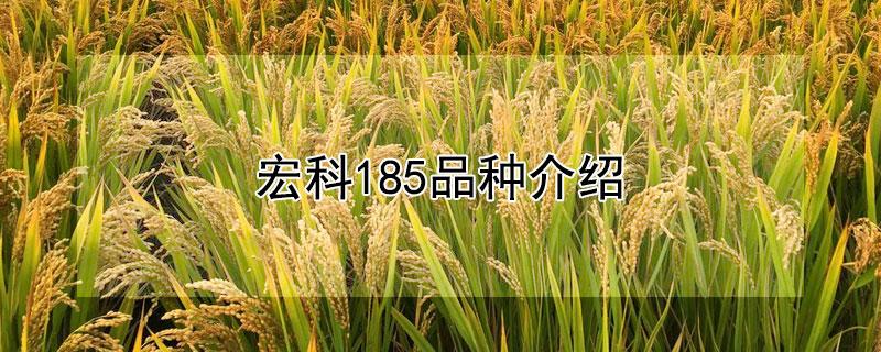 7万,并且宏科185水稻的株高约为107厘米,其穗长为19厘米,结实率可达