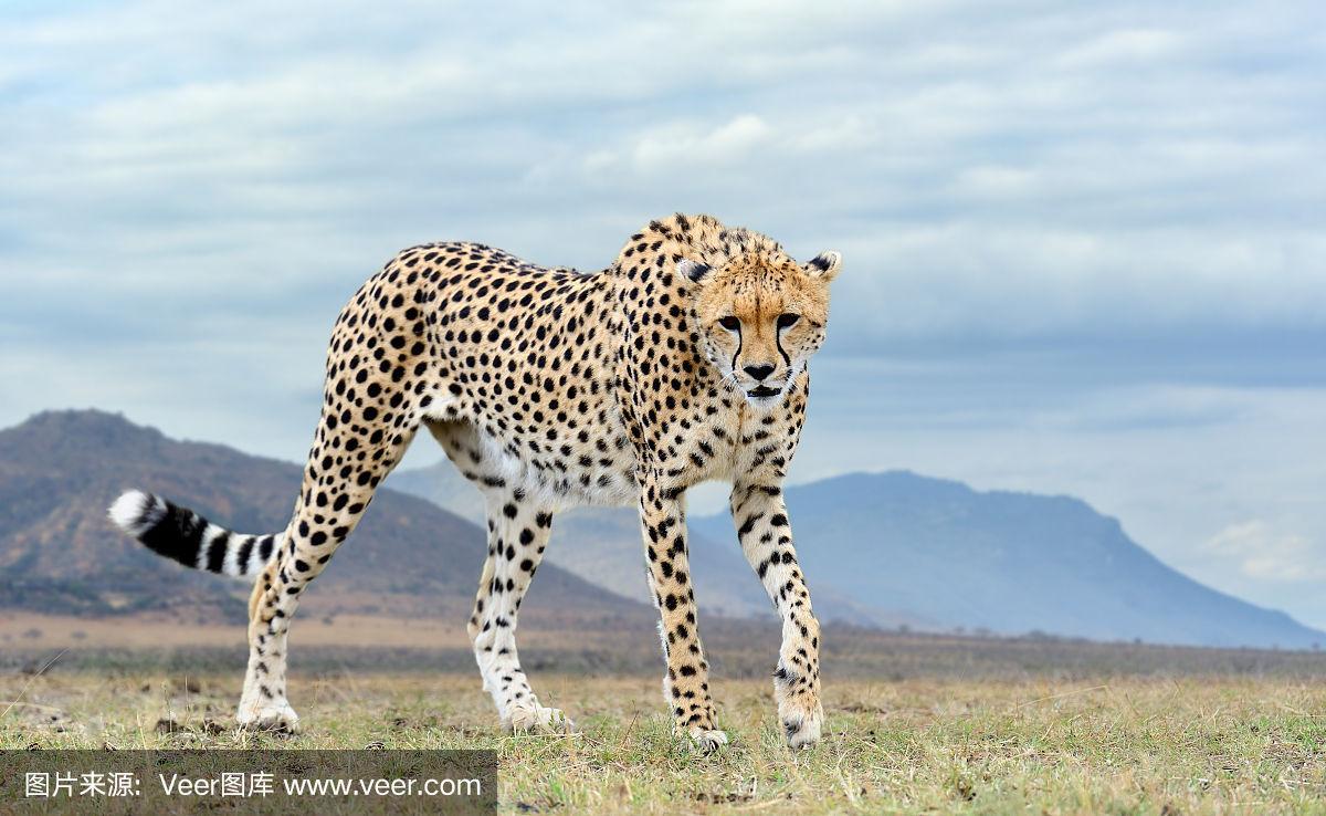 野生非洲猎豹,美丽的哺乳动物