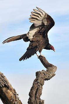 鹰形目·美洲鹫科·美洲鹫属:红头美洲鹫雪青绿沉采集到鹰采集鹰形目