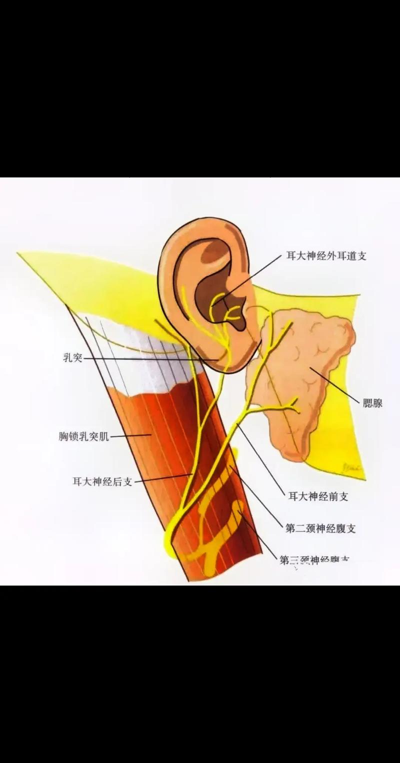 耳朵90抽痛注意耳大神经痛!#耳大神经痛 - 抖音