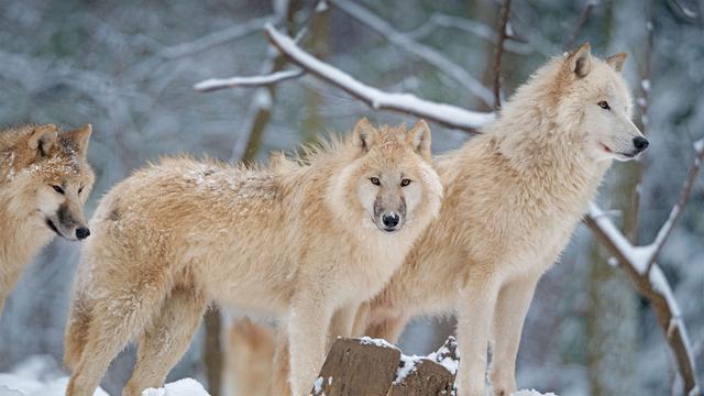 在寒冷的北极腹地,陆地是北极狼与北极狐的狩猎领地.