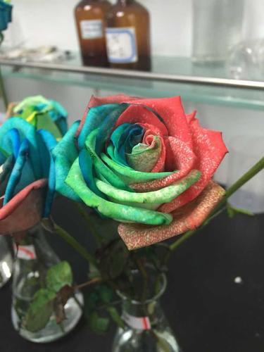 请问大家这种五色玫瑰花学名叫什么?