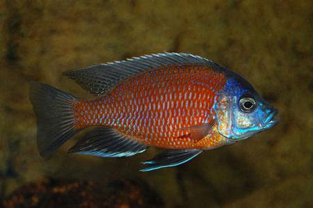 为   博氏桨鳍丽鱼  copadichromis borleyi  ,根据颜色俗称 血艳红