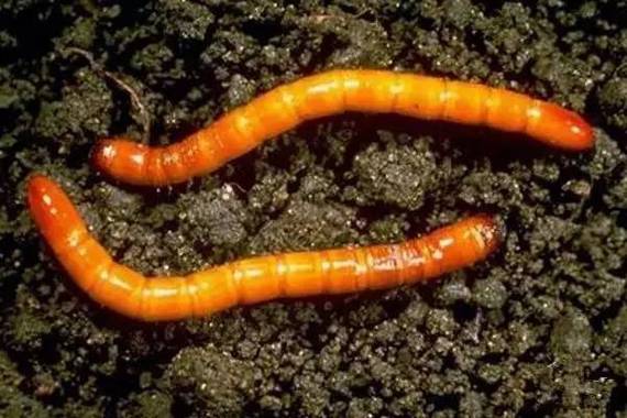 金针虫 为害花生的地下害虫主要有蛴螬和金针虫.
