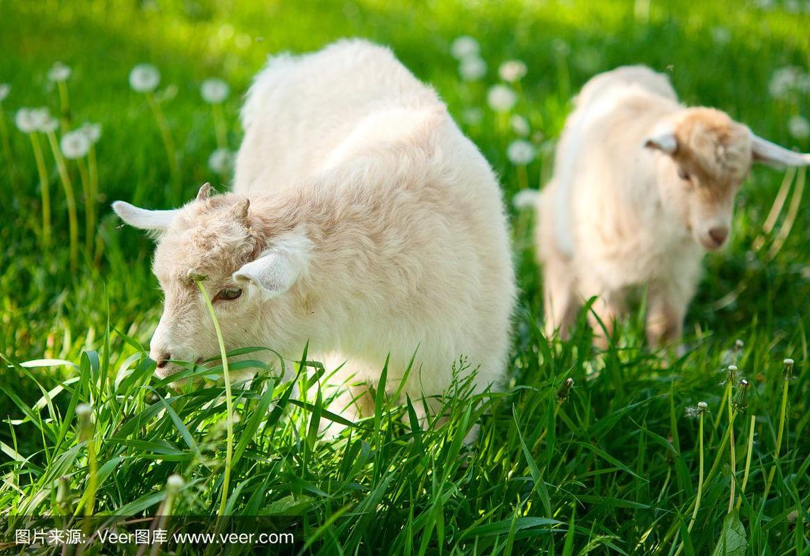 山羊吃草