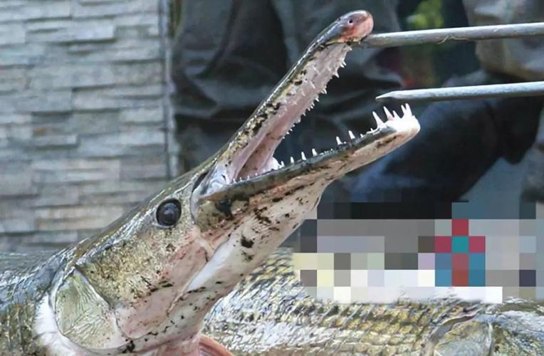 史前鱼类福鳄(aligator gar):怪鱼现身比恐龙出现得还早