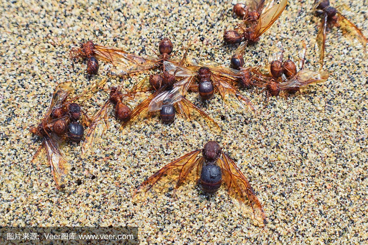 在墨西哥巴亚尔塔港,雄性无人机切叶蚁在与蚁后交配后死在海滩上.