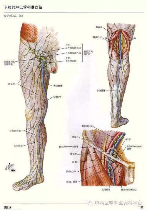 【精美】奈特人体解剖彩色图谱 下肢解剖