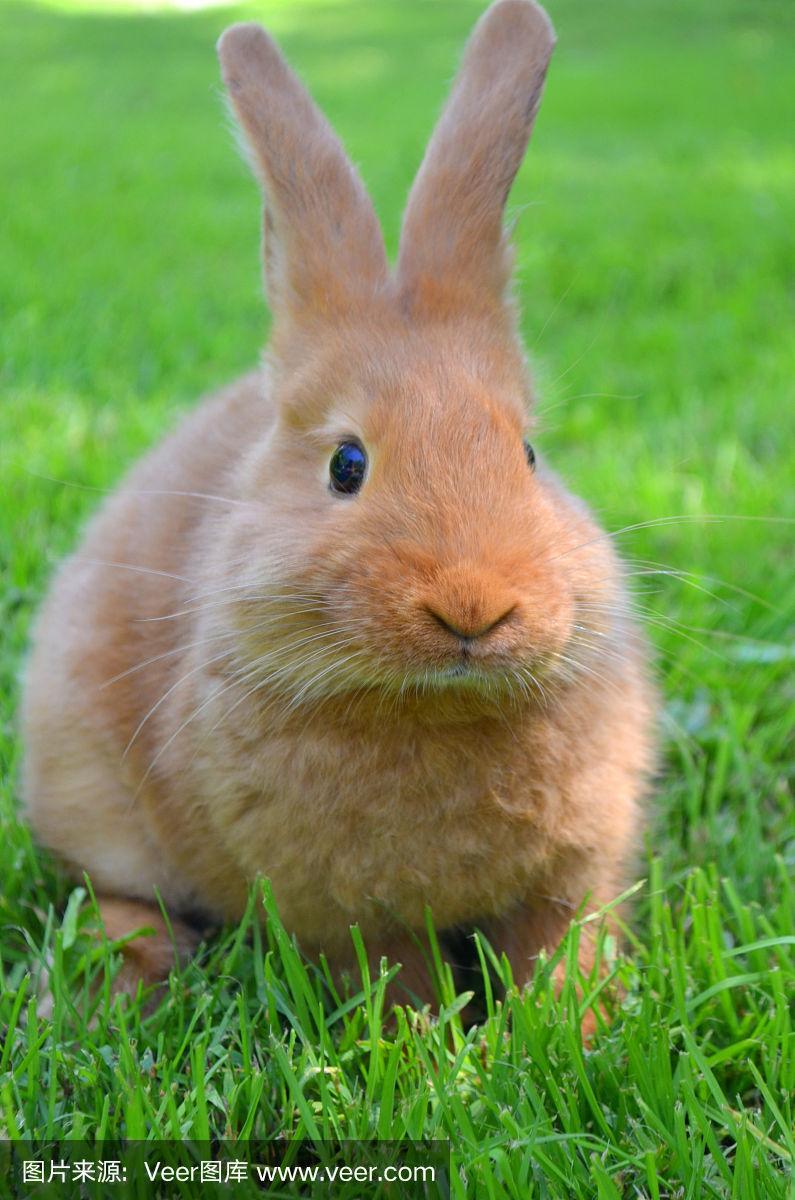 新西兰红兔子在草地上