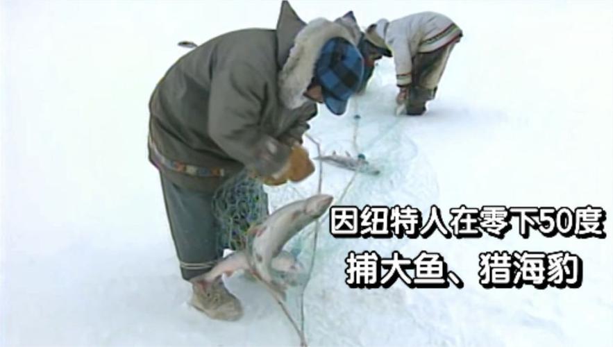 因纽特人:零下50度捕到无数条大鱼,还猎杀了两只海豹,纪录片