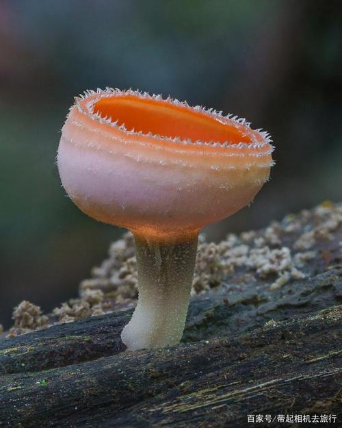 自然世界真奇妙:蘑菇居然有这么多种样子