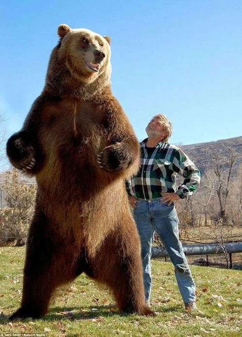 科迪亚克棕熊,最大食肉动物之一,站立时可达3米高