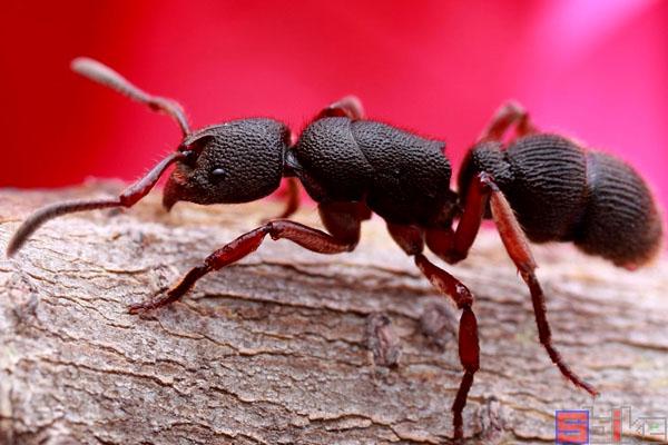 十大热门经典的宠物蚂蚁-宠物蚂蚁品种大全 - 114知识网