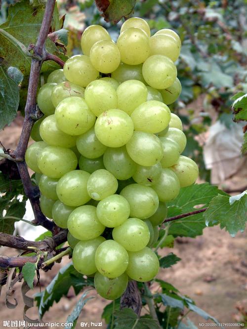葡萄品种 格拉卡图片