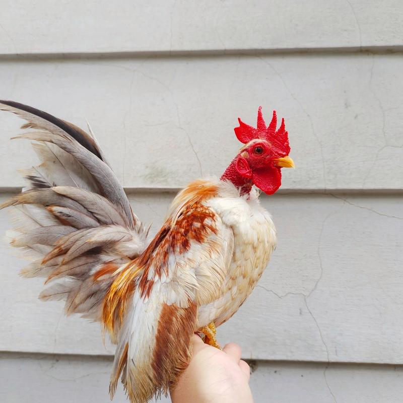 塞拉玛观赏鸡    塞拉玛观赏鸡是世界上矮脚鸡里面体型最小,体重最轻