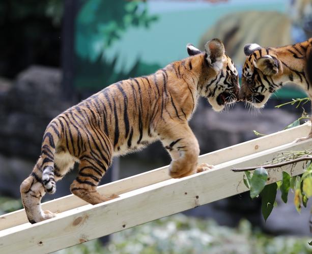 这是9月28日拍摄的长隆野生动物世界的华南虎双胞胎.