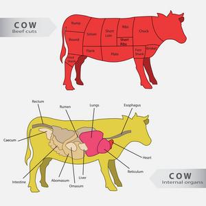 凉菜牛肉基本牛内脏, 牛肉削减图表矢量照片
