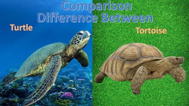 tortoise和turtle有什么区别如果难以说明的话请教我一下例句